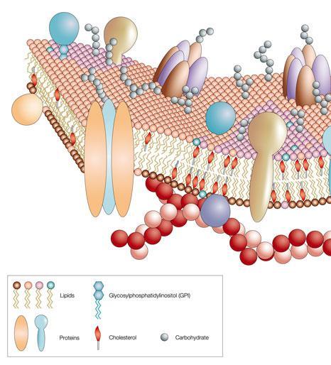 1.3.4 Cholesterol in mammalian membranes reduces membrane fluidity and permeability to some solutes. Membrane fluidity The hydrophobic hydrocarbon tails usually behave as a liquid.