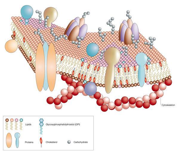 1.3.4 Cholesterol in mammalian membranes reduces membrane fluidity and permeability to some solutes. Cholesterol s role in membrane fluidity 1.