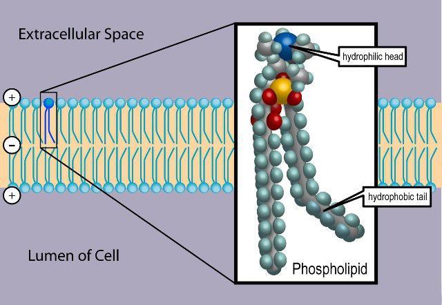 1.3.1 Phospholipids form bilayers in water due to the amphipathic properties of phospholipid molecules.