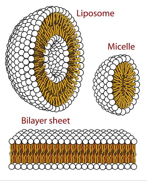 1.3.1 Phospholipids form bilayers in water due to the amphipathic properties of phospholipid molecules.