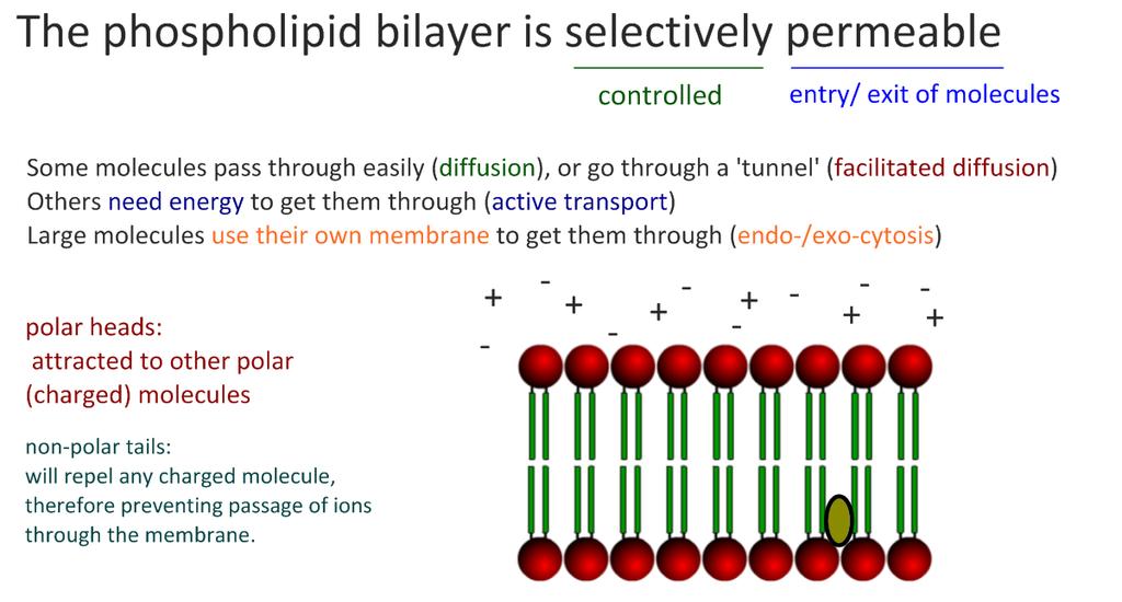 1.3.1 Phospholipids form bilayers in water due to