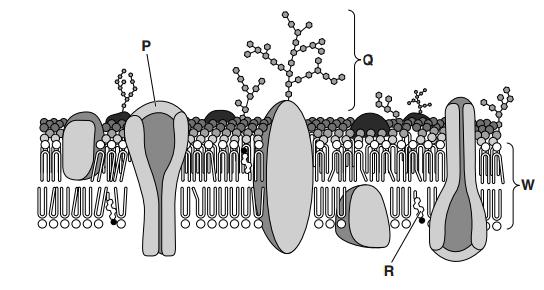 4) The diagram shows a section of a cell surface membrane. (a) State the functions of structures P, Q and R.