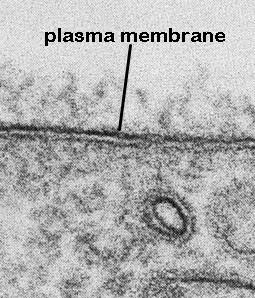 Being selectively permeable membranes are able to control the movement of substance into and out of cells, regulating the composition of fluid within individual cells.