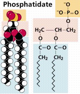 Three types of lipid Lipids are biologically important substances that are insoluble in water but are soluble in organic solvents such as propanone (acetone), ethanol etc.