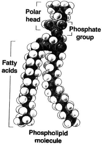 Phospholipids are important components of all membranes found in cells. Phospholipids are made up of two fatty acid chains joined to a glycerol molecule and a polar phosphate containing head.