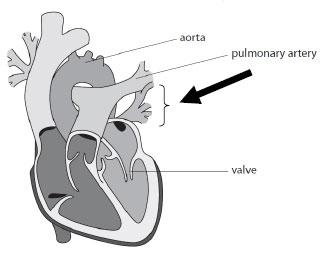 M ( (a)(i) Answer Acceptable answers Mark ignore any labels on the arrow (1) allow an arrow coming out of the opening of pulmonary vein into heart (a)(ii) Any two from the following: (blood in