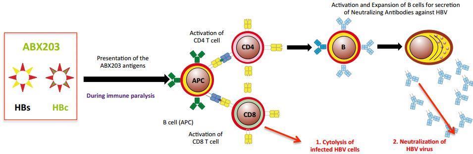The mechanism of action of ABX-203, a candidate for hepatitis B. So what happened in this trial?