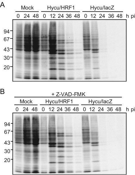 12706 NOTES J. VIROL. FIG. 3. Profiles of protein synthesis in vhycu hr6/ha-hrf1- and vhycu hr6/lacz-infected Ld652Y cells.