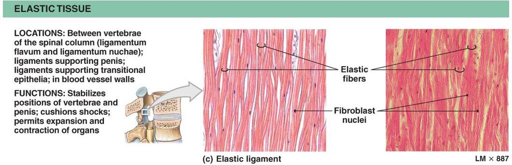 6. Elastic Tissue - Parallel bundles of elastic fibers w/fibroblasts