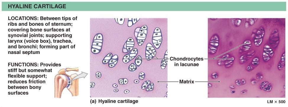Supportive Connective Tissues Hyaline cartilage (hyalos = means glass) Stiff, flexible