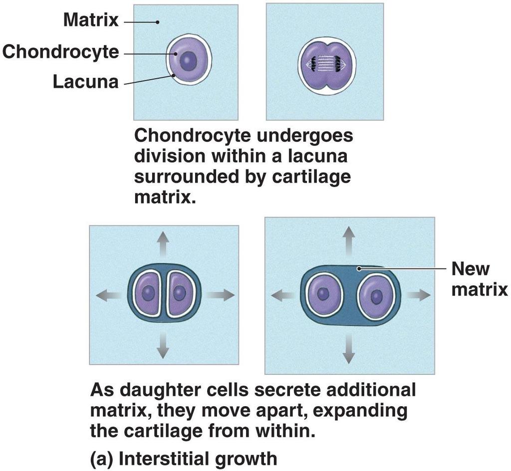 The Growth of Cartilage Lacuna derived from lacus meaning hollow or lake
