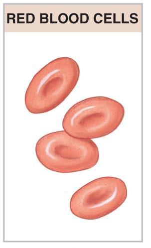 cells) in a fluid matrix (blood