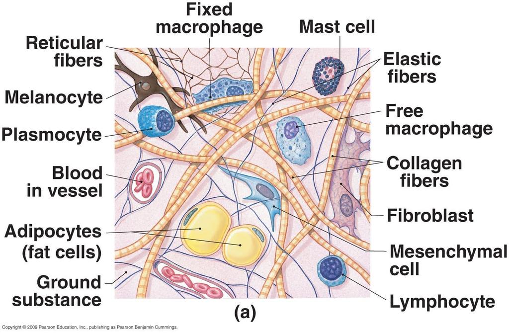 Figure 4 8 The Cells and