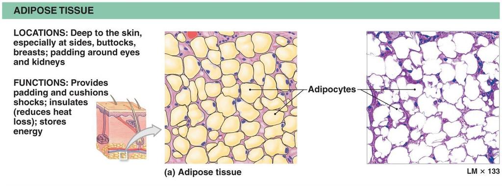 2. Adipose tissue - Specialized cells for fat storage Located