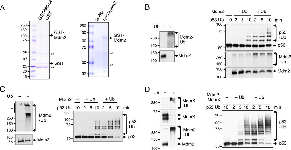 FIGURE 1. Auto-ubiquitination of Mdm2 and Mdm2-MdmX enhances ability to modify p53. A, GST alone or GST-Mdm2 was pulled down from 293T lysate and immobilized on glutathione beads.