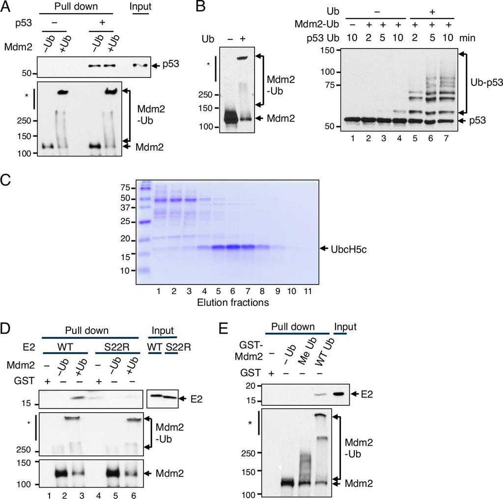 FIGURE 4. Auto-ubiquitination of Mdm2 does not change affinity for p53 but enhances its recruitment of UbcH5c. A, immobilized GST-Mdm2 with or without auto-ubiquitination incubated alone or with p53.
