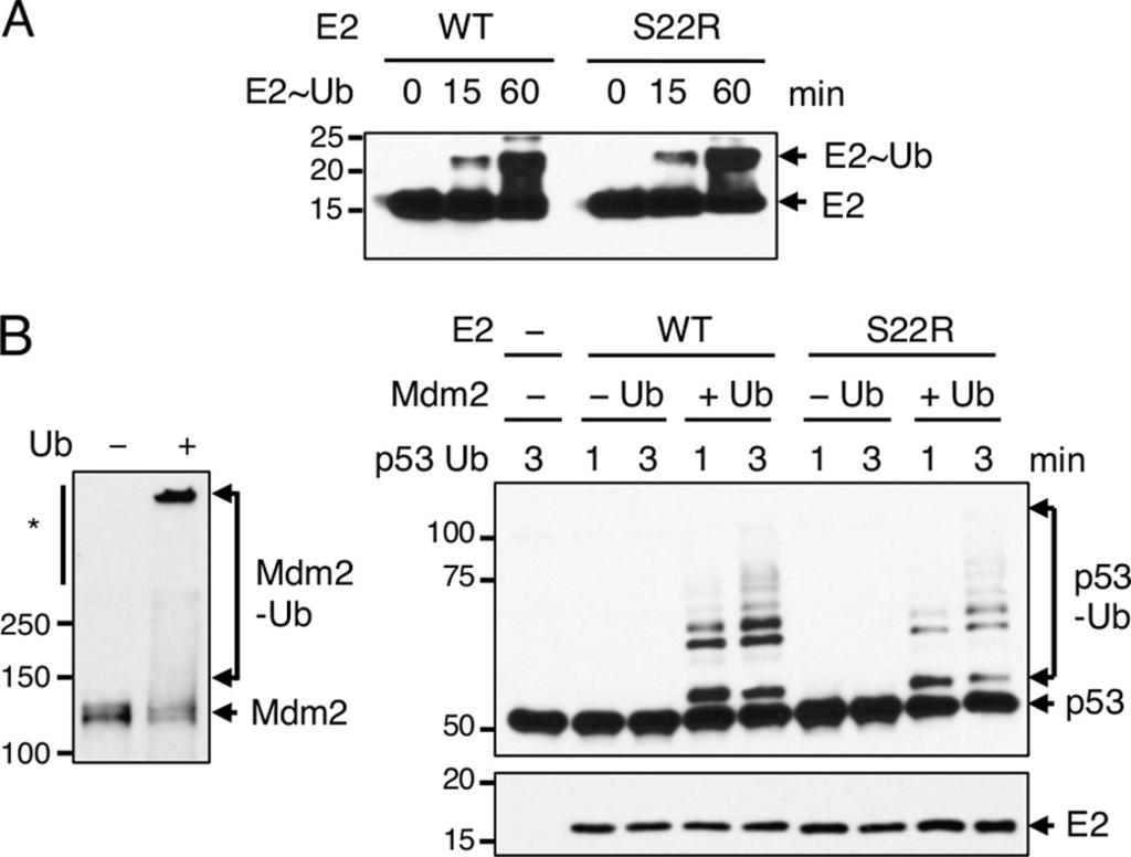 FIGURE 5. The UbcH5c S22R mutant renders auto-ubiquitination ineffective in stimulating Mdm2 substrate E3 activity. A, WT and S22R UbcH5c was thioesterified with ubiquitin for different durations.