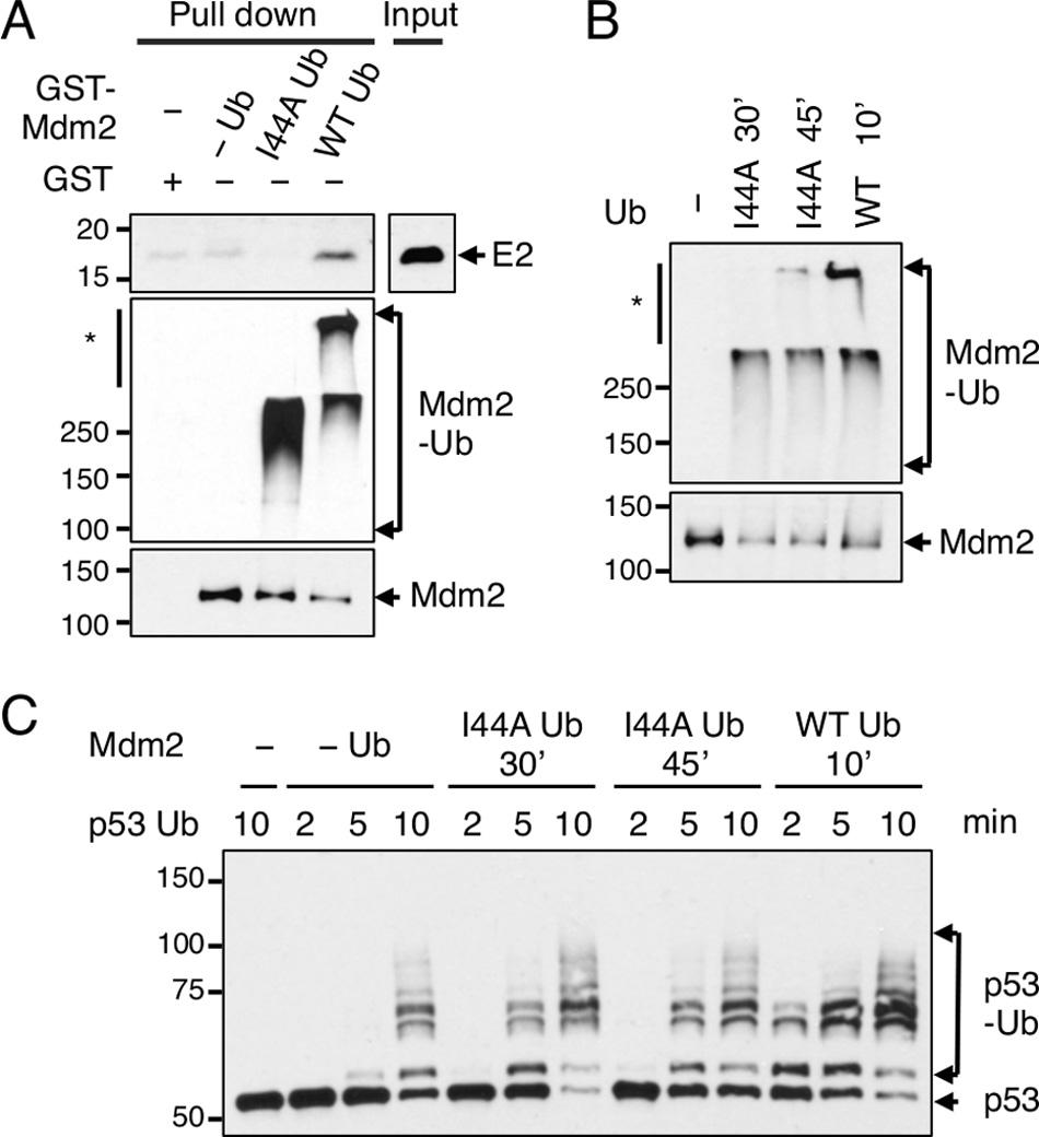 B, GST-Mdm2 was unmodified ( ) or auto-ubiquitinated ( ) with WT UbcH5c, and the Western blot was analyzed with anti-mdm2 antibody (left).