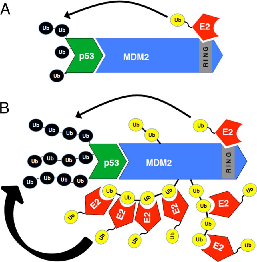 Model for the enhanced substrate E3 activity of auto-ubiquitinated Mdm2. A, unmodified Mdm2 recruits a single E2 Ub through the RING domain for each round of substrate ubiquitination.