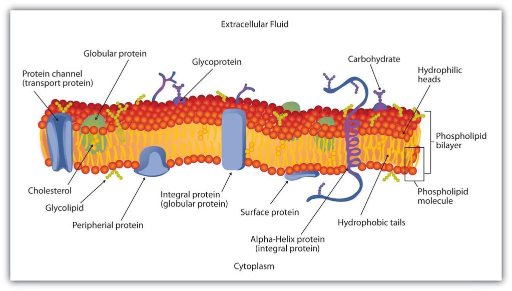 Lipid bilayer with membrane proteins Lipid bilayers are the basic structures that make up cell membranes.