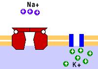 FACILITATED DIFFUSION membrane proteins uses to help molecules across 2 kinds of proteins help: Carriers &
