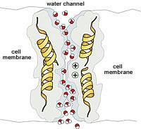 FACILITATED DIFFUSION with CHANNELS Aquaporin proteins allow polar WATER molecules to