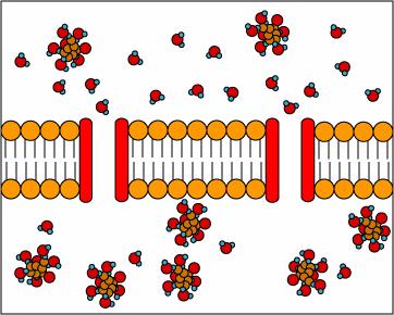 FACILITATED DIFFUSION with CHANNELS The movement of water molecules across a cell membrane