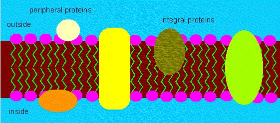 Plasma Membrane Structure and Function Chapter 7 Image from: http://www.biologie.uni-hamburg.de/b-online/ge22/03.