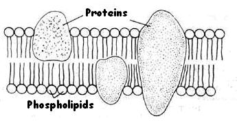 Cell Membranes are made of PHOSPHOLIPIDS & PROTEINS Amphipathic Molecules with