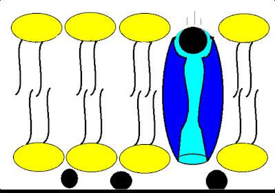 Moves Protons (H + ) across membrane PROTON PUMP EXAMPLES: - Creates acidic condition inside