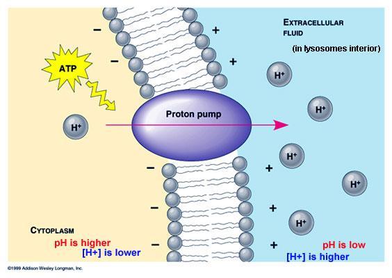 MEMBRANE POTENTIAL created by electrogenic pumps (proteins that generate voltage by