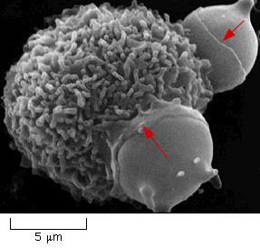 Example in cells: WHITE BLOOD CELL ENGULFING BACTERIA using Phagocytosis SEE