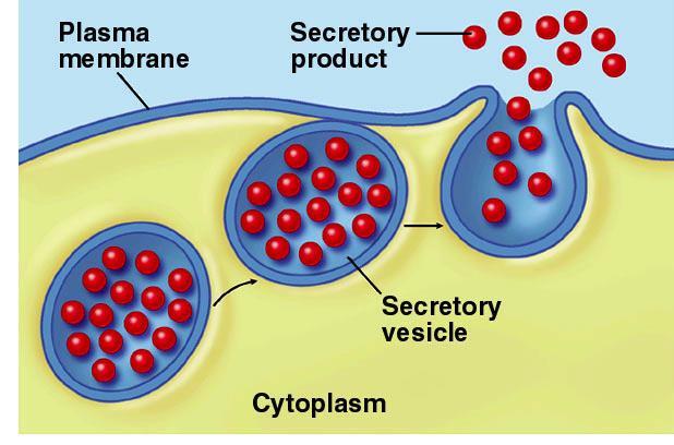EXOCYTOSIS Active transport (requires ATP) Uses vesicles Releases