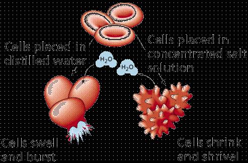 Animal cells = CYTOLYSIS = CRENATION http://www.