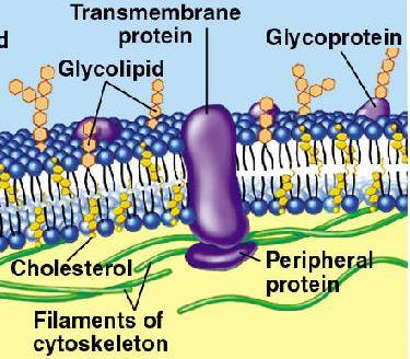 Membrane Carbohydrates Attached to proteins (glycoproteins) or lipids (glycolipids) Play a key role in cell-cell recognition ability of a cell to distinguish neighboring