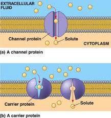 It is the transfer of SOLUTE through CARRIER PROTEINS found EMBEDDED in the membrane, from the side of HIGHER to