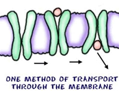 Carrier proteins or Pumps are found EMBEDDED in the cell membrane and transport molecules across it.