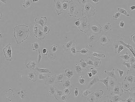 cells % adhered cells 120 100 80