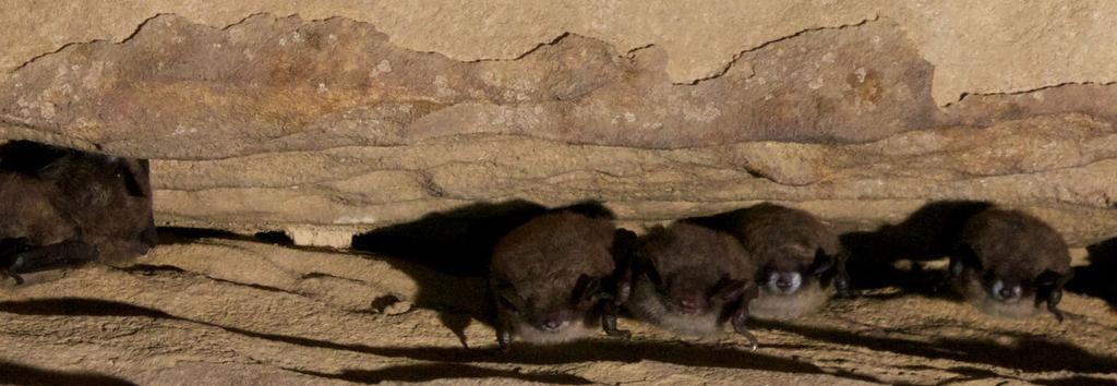 No Bats in the Belfry: The Origin of White- Nose Syndrome in Little Brown Bats by Jennifer M. Dechaine 1,2 and James E.