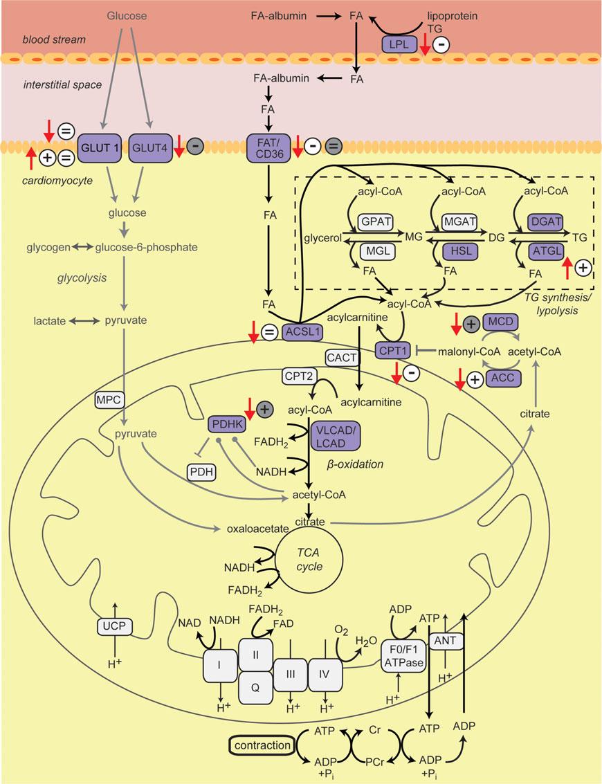 196 D. Abdurrachim et al. Figure 1 Cardiac long-chain fatty acids (FA) and glucose metabolic pathways.