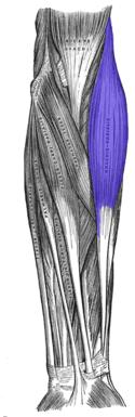 Joint Stability Dislocating Component Rotary Component Non-Rotary Component Brachioradialis Origin: Humerous - Lateral Condyle Insertion: Radius (Lateral Distal) - Styloid Process Stabilizing