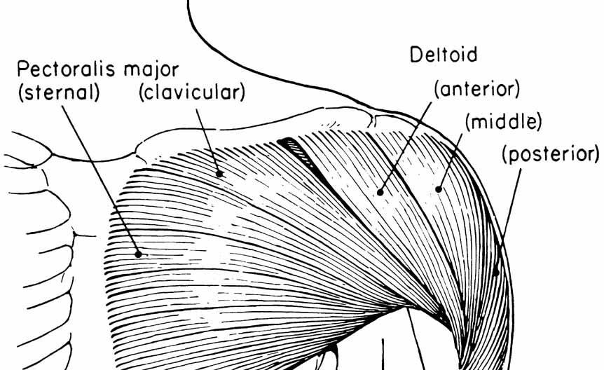 Shoulder Joint Muscles Pectoralis Major: flexion, horizontal adduction, internal rotation of humerus Deltoid: nearly