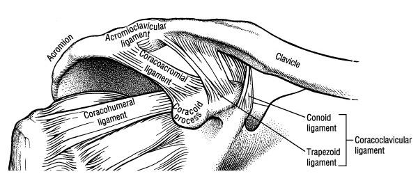 Acromioclavicular Joint Gliding or planar joint Articular