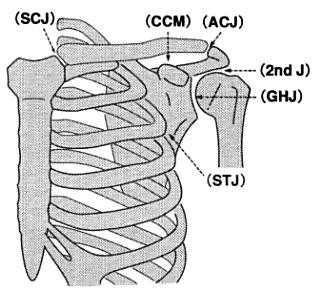 Shoulder Complex Glenohumeral Joint Acromioclavicular Joint