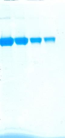 Trimeric HAC1 shows >90% purity by Coomassie staining.