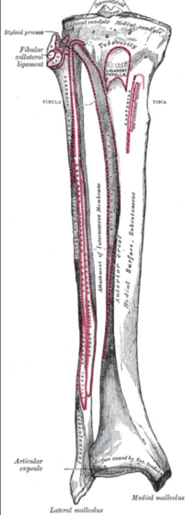 Tibia: The tibia, the larger of the two bones that make up the lower leg, is located medially and bears the majority of body weight as opposed to its smaller partner, the fibula.