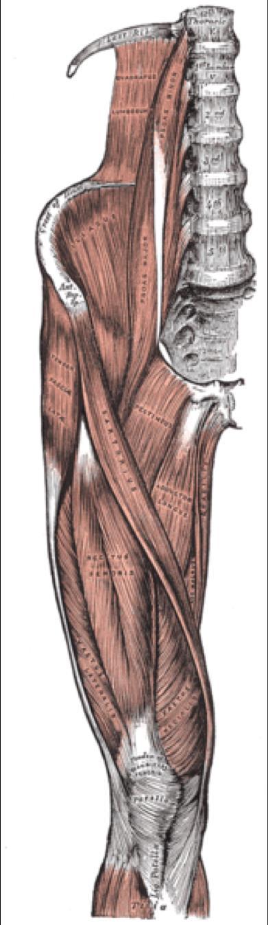 Muscles: Anterior Quadriceps: The quadriceps group of muscles is responsible for extension of the knee joint. The four individual muscles are listed below.