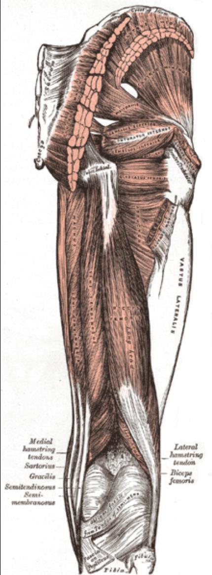 Gluteus Medius Posterior Hamstrings: All three of the hamstrings muscles are responsible for producing flexion at the knee and extension at the hip.