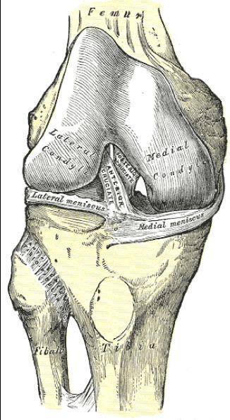Connective Tissue: Ligaments: Ligaments are a type of connective tissue that attaches bone to bone. There are four main ligaments that help to give the knee joint its stability.