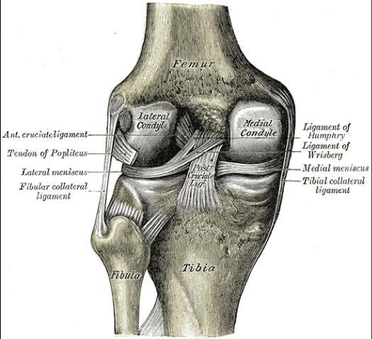 The cruciate ligaments help to keep the tibia from translating too far forward or backward as compared to the femur.